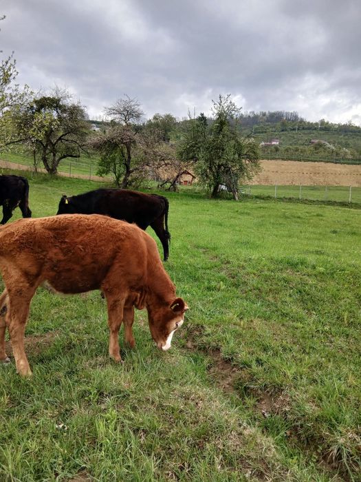 Vand sau schimb juninca de un an