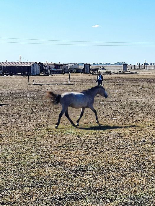 Продам коня самец