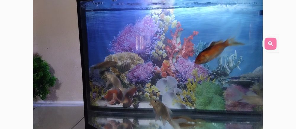 Koi Platinum sotiladi