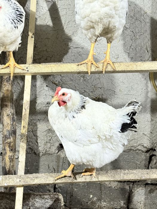 Adler tovuq va xo’rozi sotiladi 150 dan bervoraman 7 dona 2 ta xo’roz