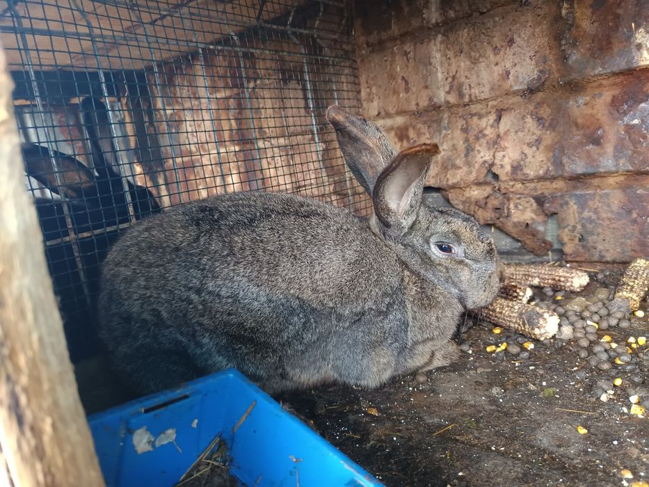 Iepurii de vanzare 80 lei buc