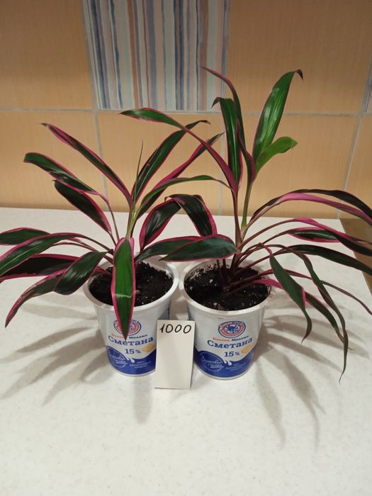 Цветы комнатные 1000 тенге.