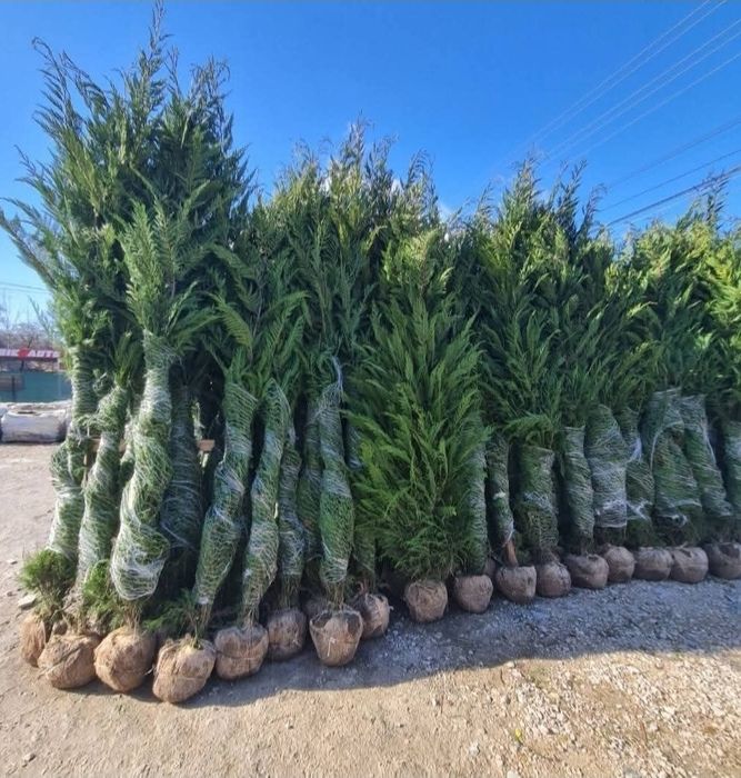 Leylandi chiparos la super oferta