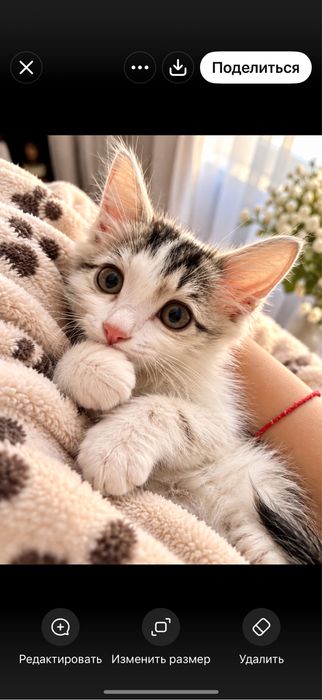 Очень ласковый котенок