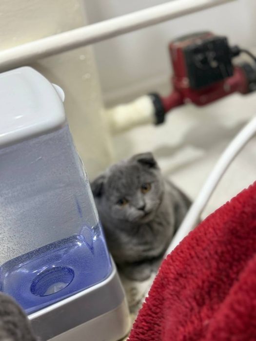 Котята Scotish fold и strayt (Шотландский вислоухие и прямоухие)