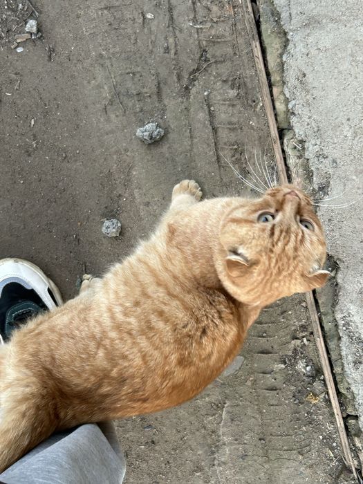 Отдадим в добрые руки