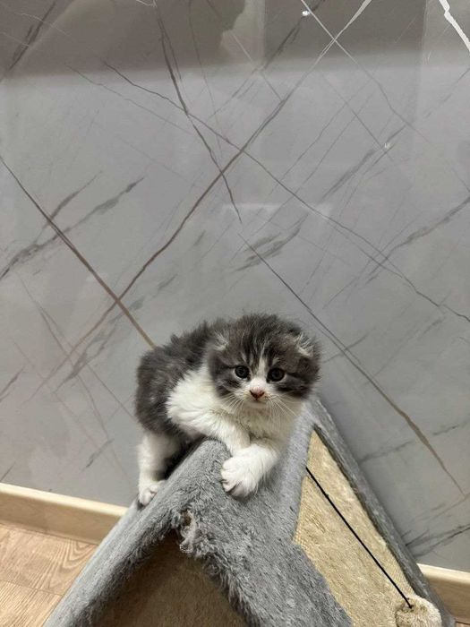 Котята породистые