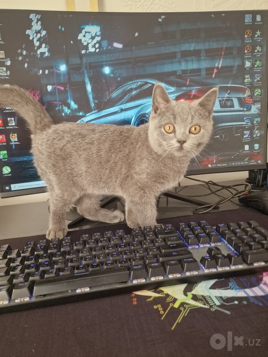 Картезианская кошка.