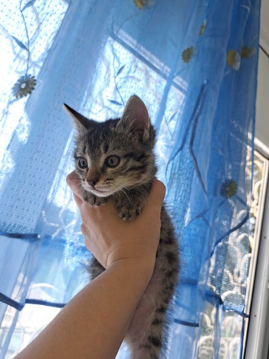 Котёнок в добрые руки!
