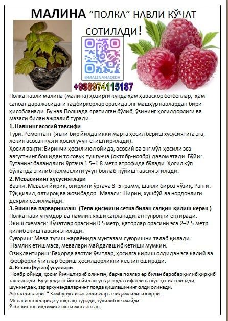 Malina ko'chat SOTILADI "polka" navli, Малина кучат сотилади