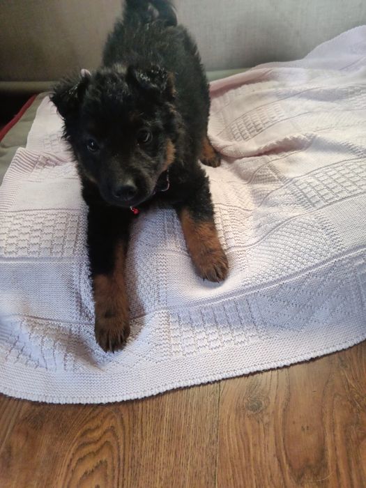 Ищем дом щеночку