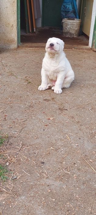 Алабайчета 1 мъжко и 2 женски свободни