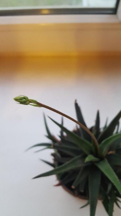 Продам молодой кактус