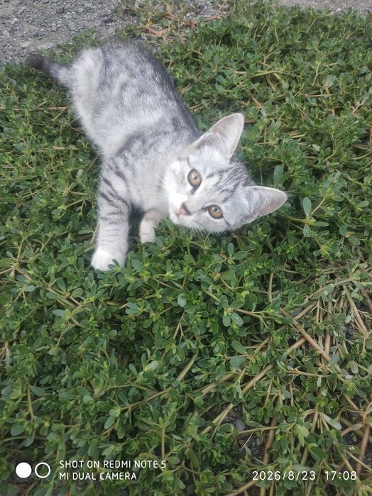 Отдам бесплатно котят
