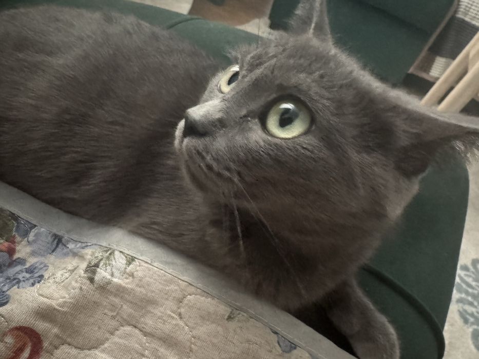 Кошка бесплатно ласковая