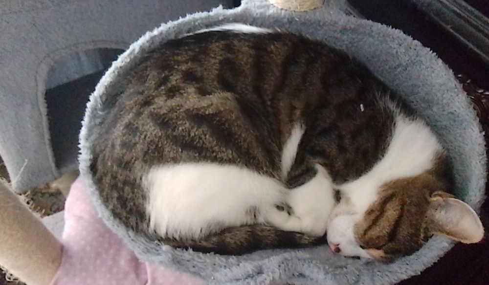 Търся семейство за Джей