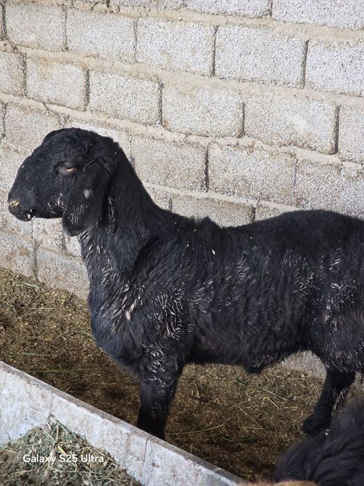 Quzi quchqorlar sotiladi