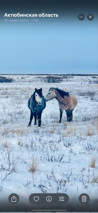 Айғыр сатамын немесе ауыстырамын