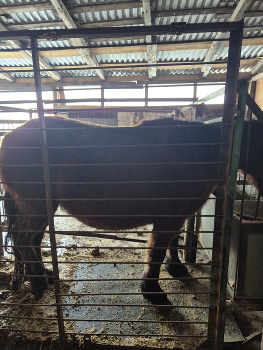 Кобыла с откорма