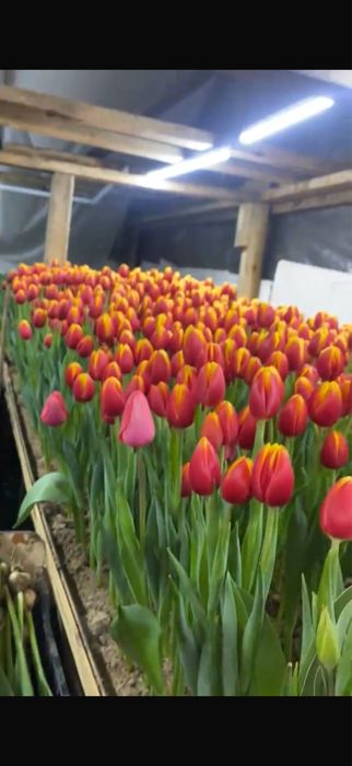 Продаю тюльпаны свежие 65-70 см