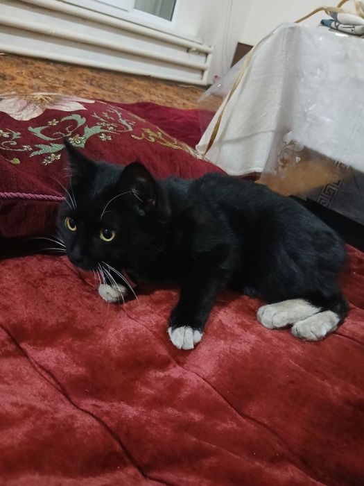 Zoti  tuhedo cat. mushugi. 6 oylik  oğil bola hadyaga beriladi