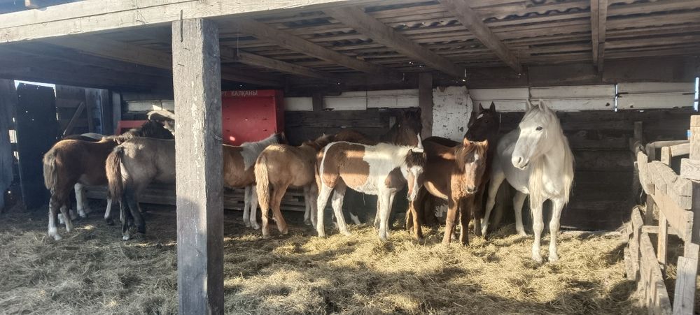 Жабағылар сатам, бағасы келісімді