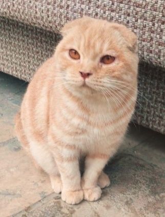 Весла ухий парадистий кот