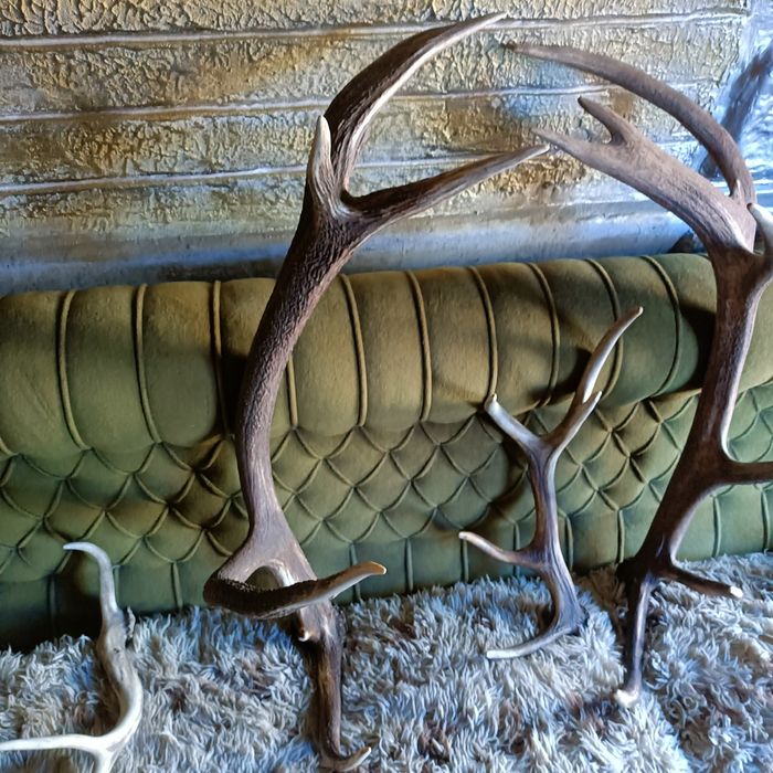 Рога от Елена...