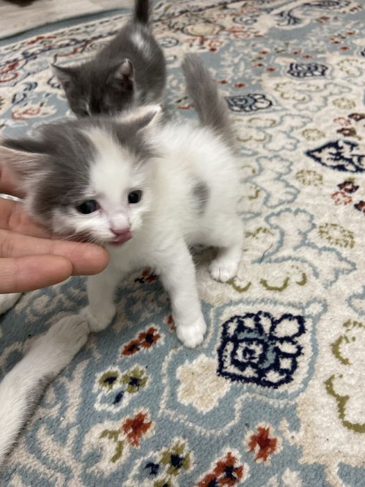 Отдам котят в хорошие руки