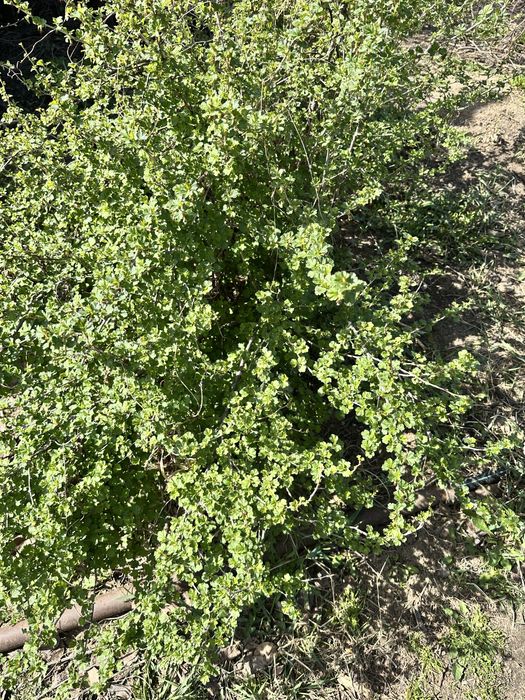 Крыжовник саженцы