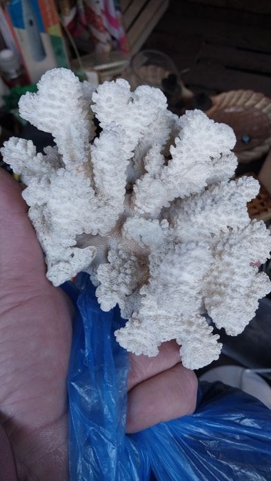 продам экзотику.