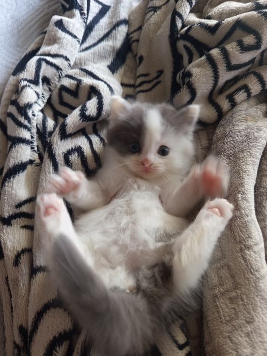 Британский котенок девочка