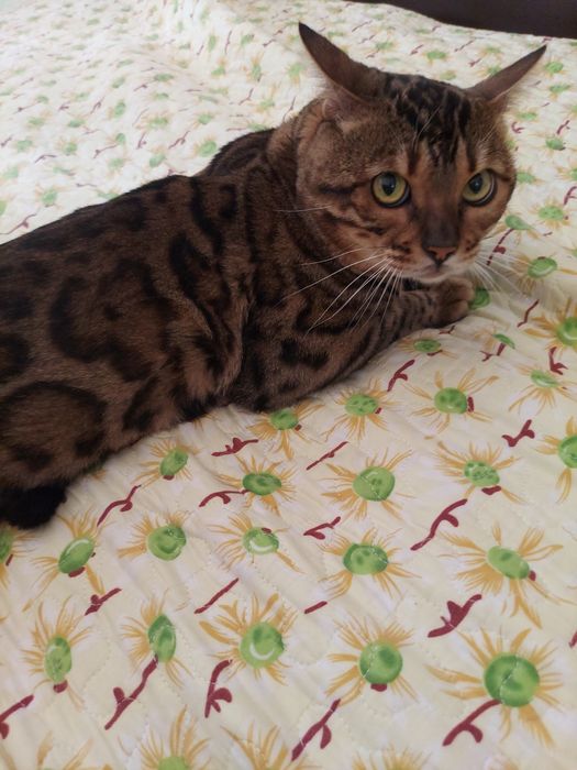 Бенгальский кот на вязку