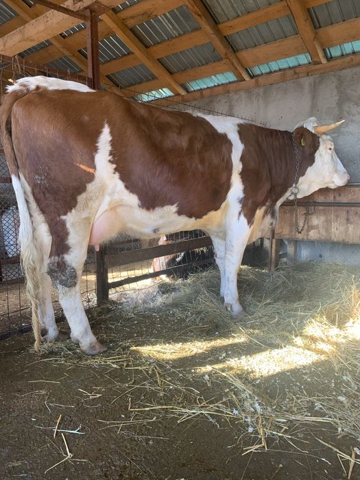 Vând vacă și vițea