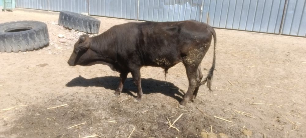 Продам 1.5 годовалого бычка