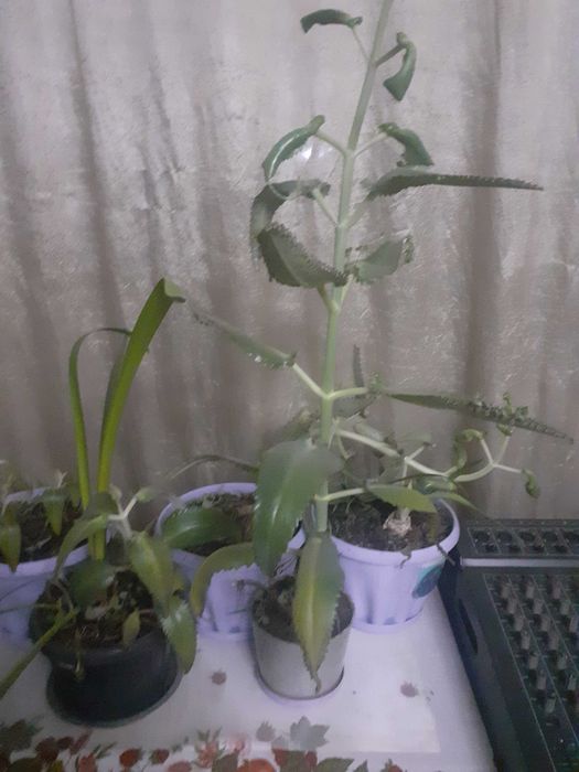 Цветы комнатные продам