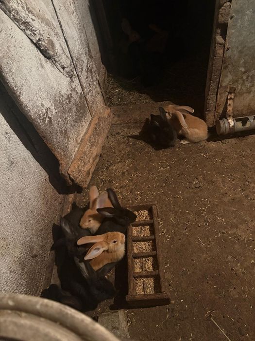 Iepuri de vânzare 60 lei/buc 100 perechea