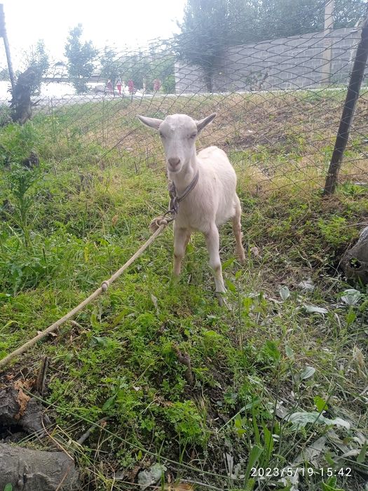 Soglom sovliq echkilar