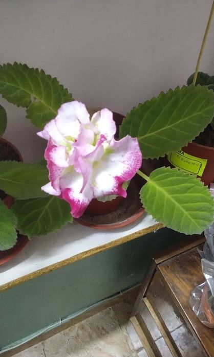 Продаются детки глоксиний