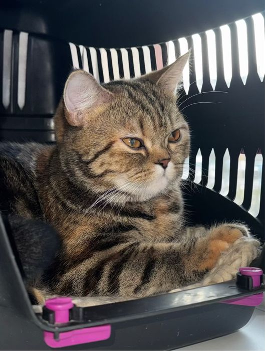 Метисы британцы