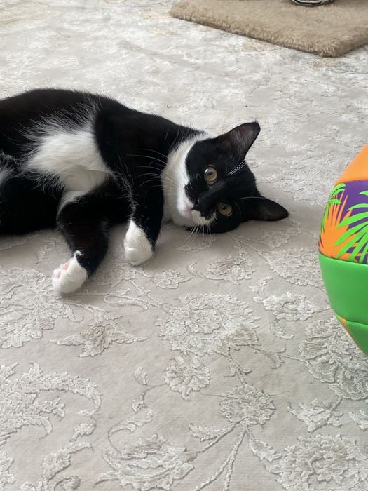 Отдам кошку в хорошие руки