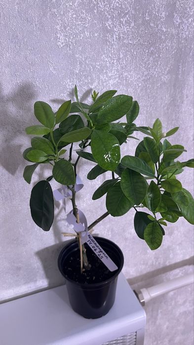 Лимоное дерево, мандарин, лайм