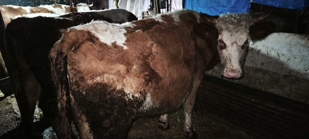 Vând 3 vaci bălțate românească gestante + o junica