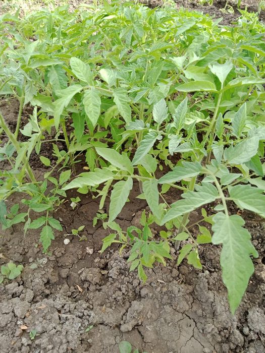 Продам рассаду огурцов и помидор