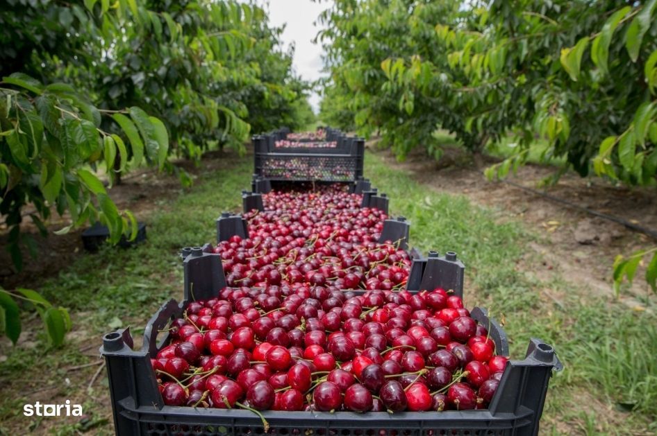 Livada ta de cireșe te așteaptă! 1,5 ha cu peste 400 de copaci maturi