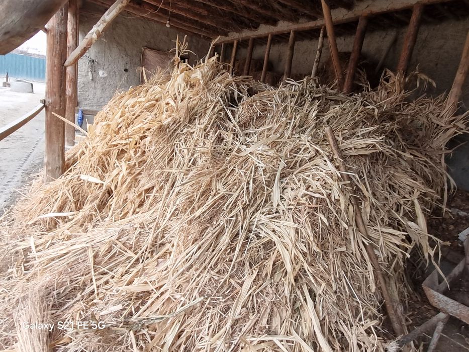 Makka jo‘xori sotiladi