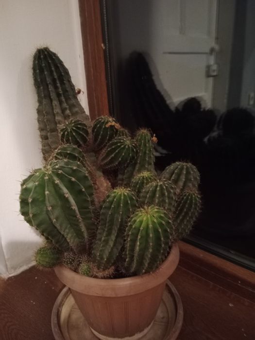 Комнатные цветы. !