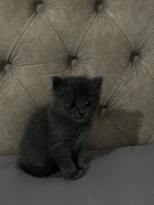 Scottish Fold мысык