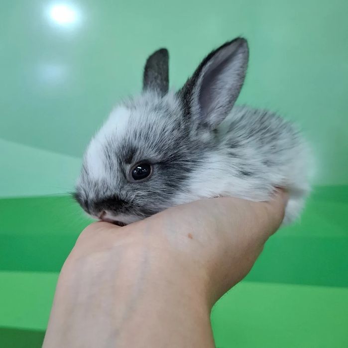 Поступление  карликовых кроликов