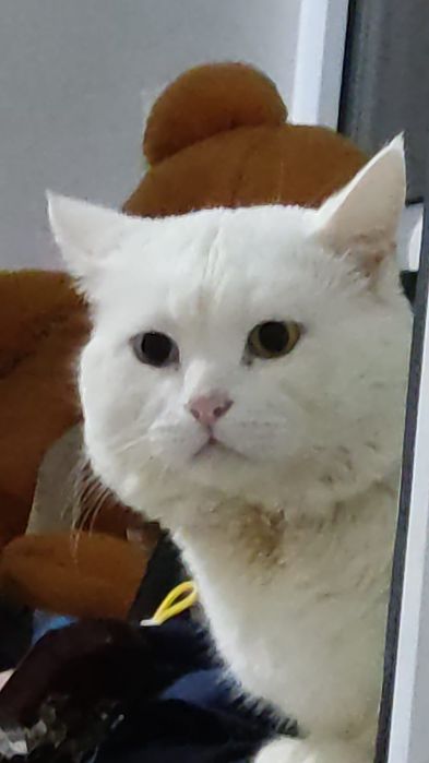 Вязка для кошек, альбинос! 10000